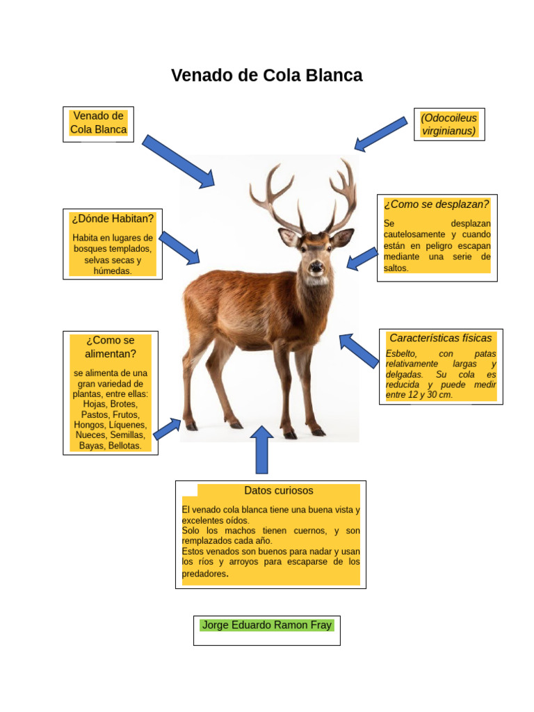 Venado de Cola Blanca | PDF