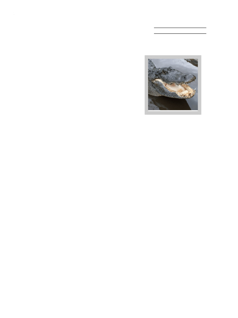 Alligators | PDF