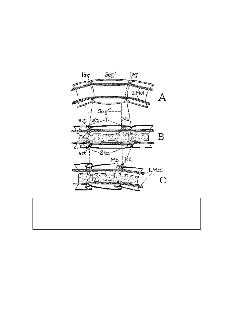 R. E. Snodgrass-Principles of Insect Morphology (Comstock Book) (1993 ...