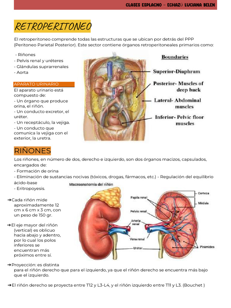 RETROPERITONEO | PDF