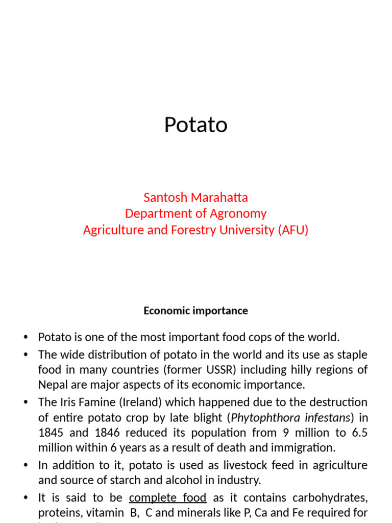Potato | PDF