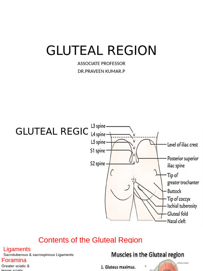 Gluteal Region | PDF