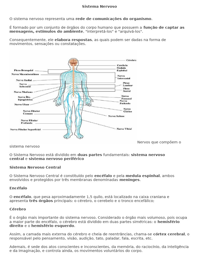 Sistema Nervoso 6 ANO | PDF