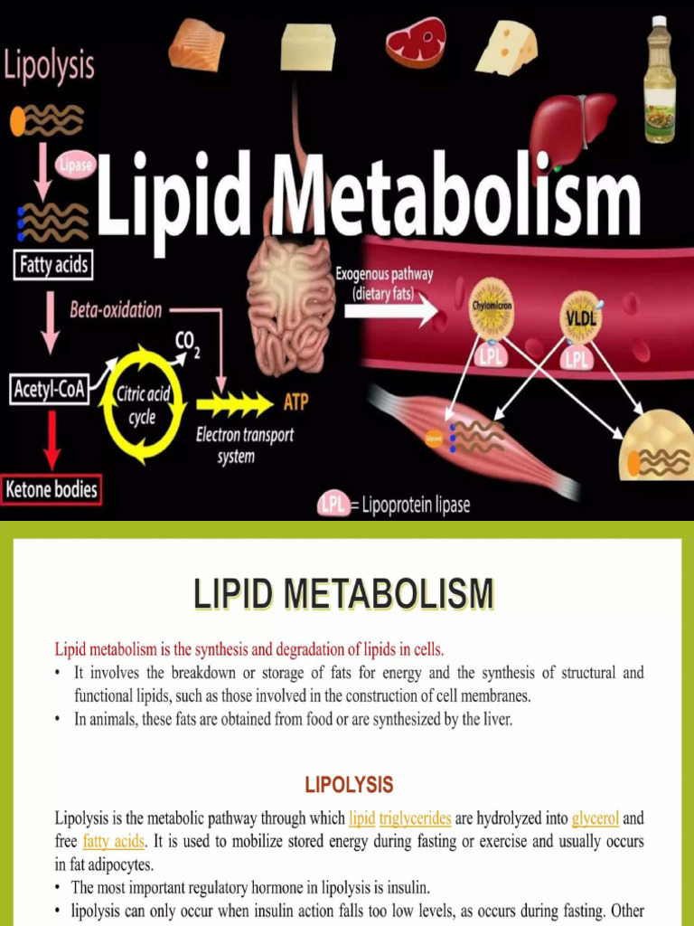 Lipid Metabolism | PDF