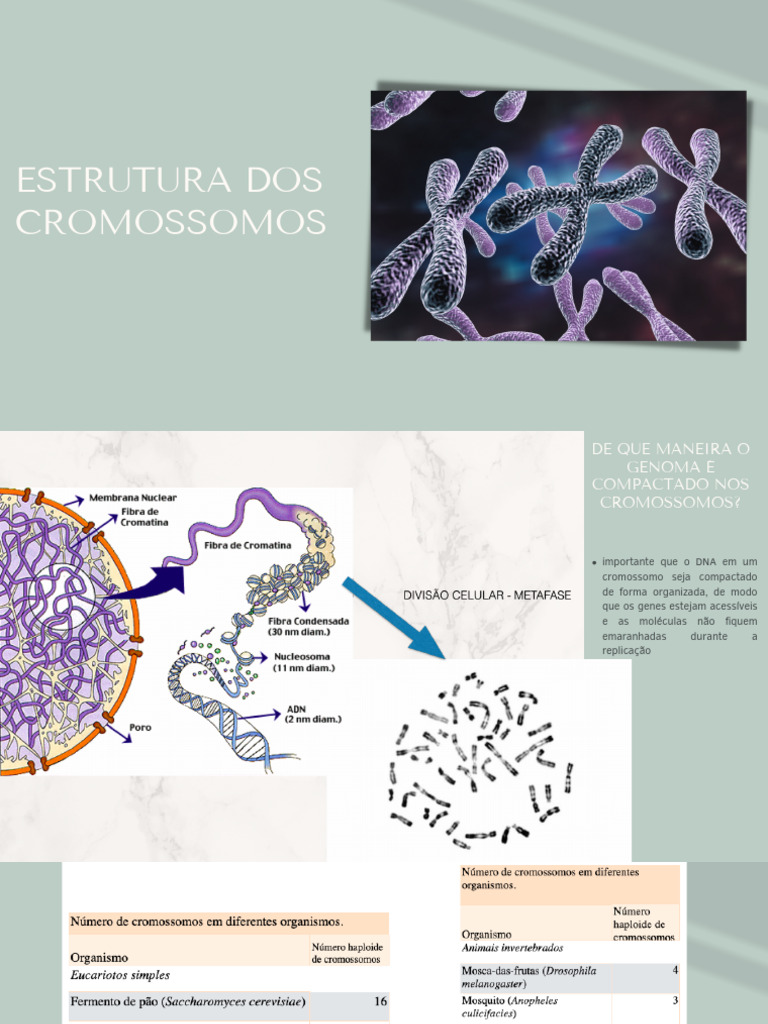 Estrutura Dos Cromossomos | PDF