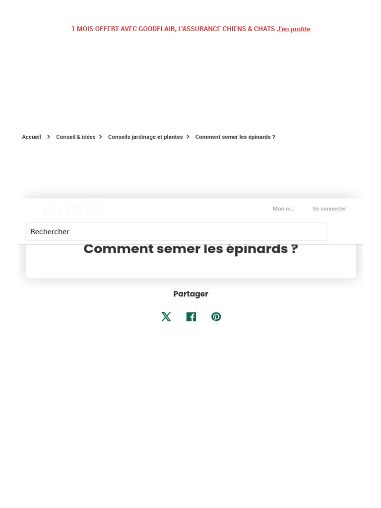 Comment Semer Les Epinards
