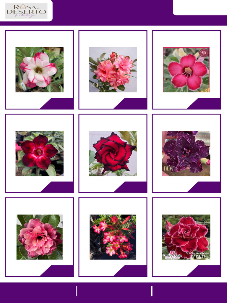 Catálogo Rosa Do Deserto Fortaleza - 06-10-2024 | PDF