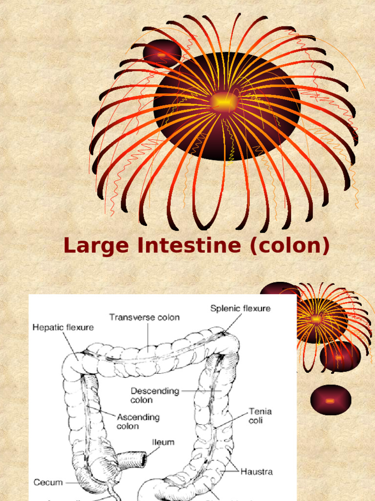NNW - Large Intestine - 18.6.19 | PDF