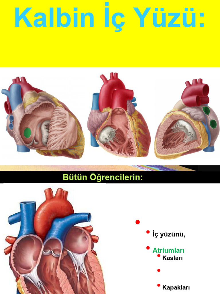 Kalbin İç Yüzü | PDF | Atrium (Heart) | Ventricle (Heart)