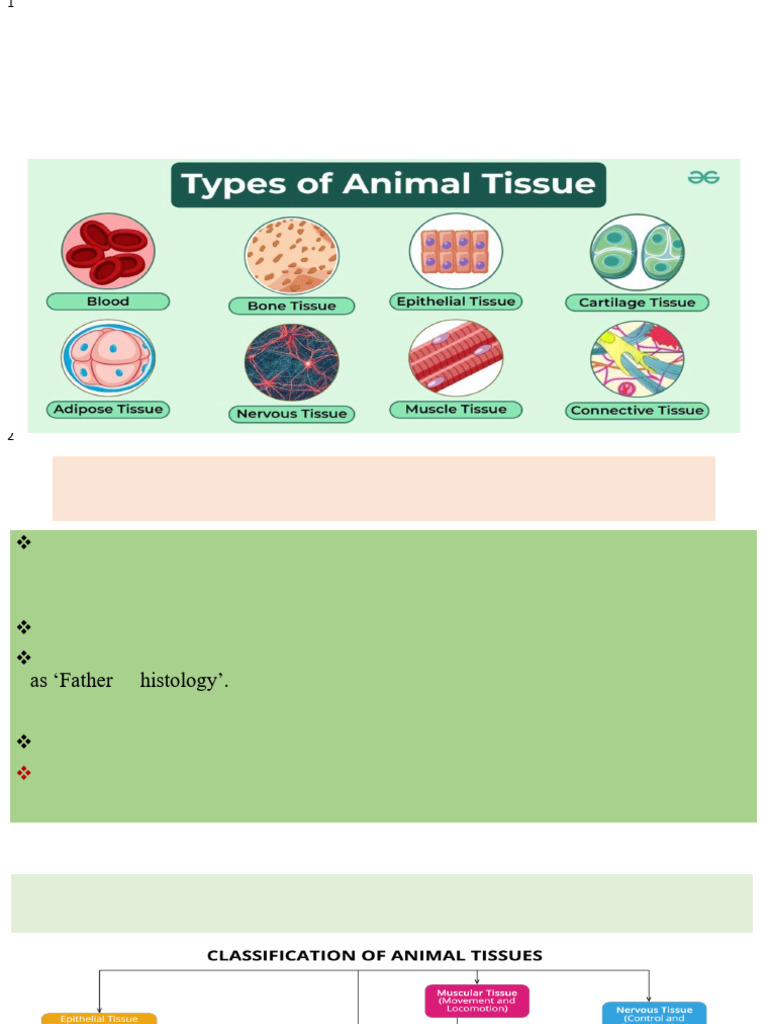 Overview of Animal Tissue Types and Functions | PDF | Epithelium ...