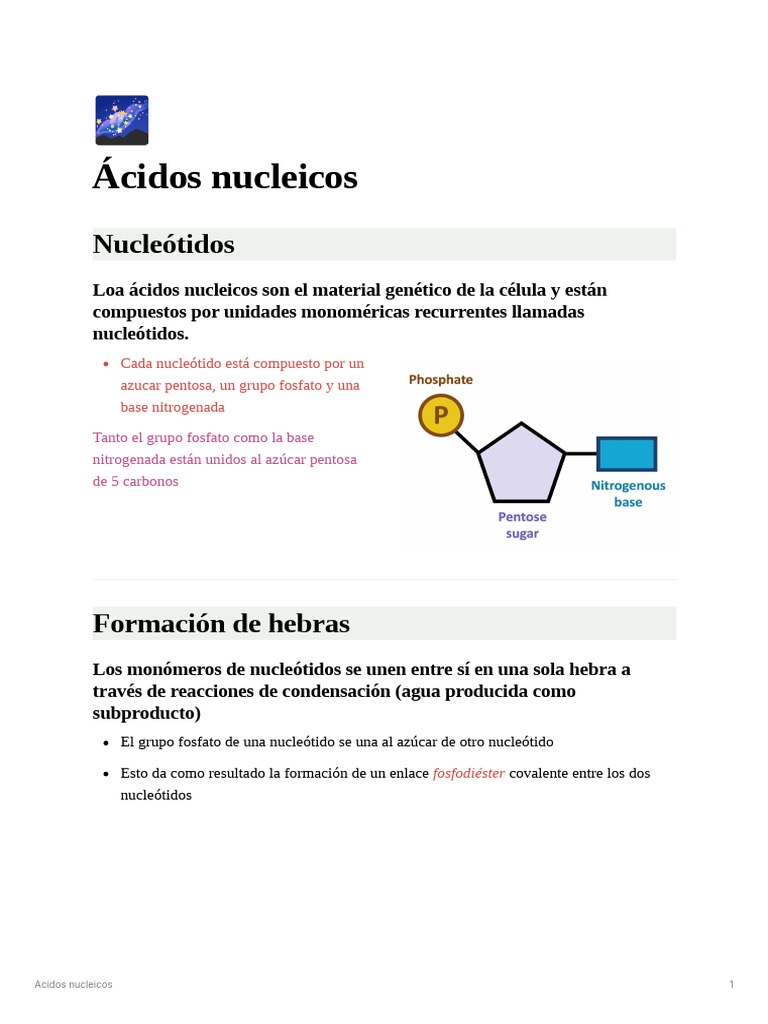 Ácidos Nucleicos | PDF | Rna | Adn