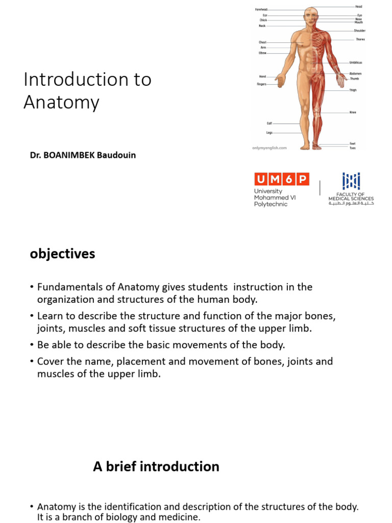 Anatomy of The Upper Limb | PDF