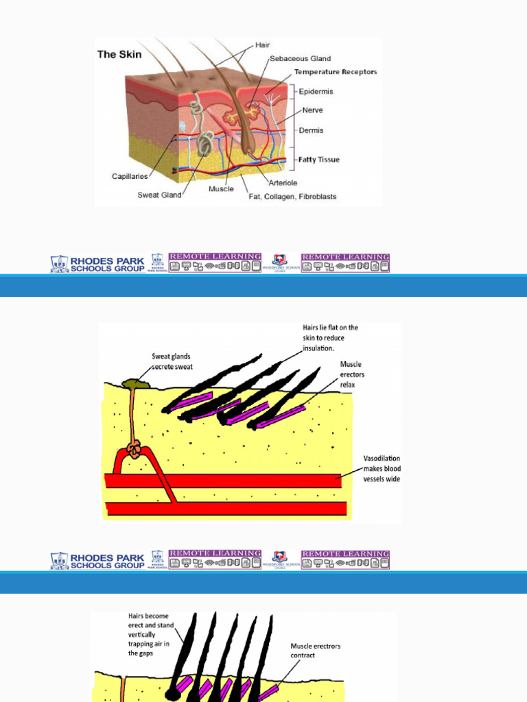 Homeostasis | PDF