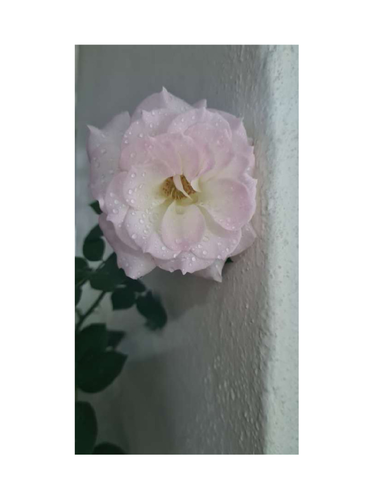 Rosa Rosa | PDF