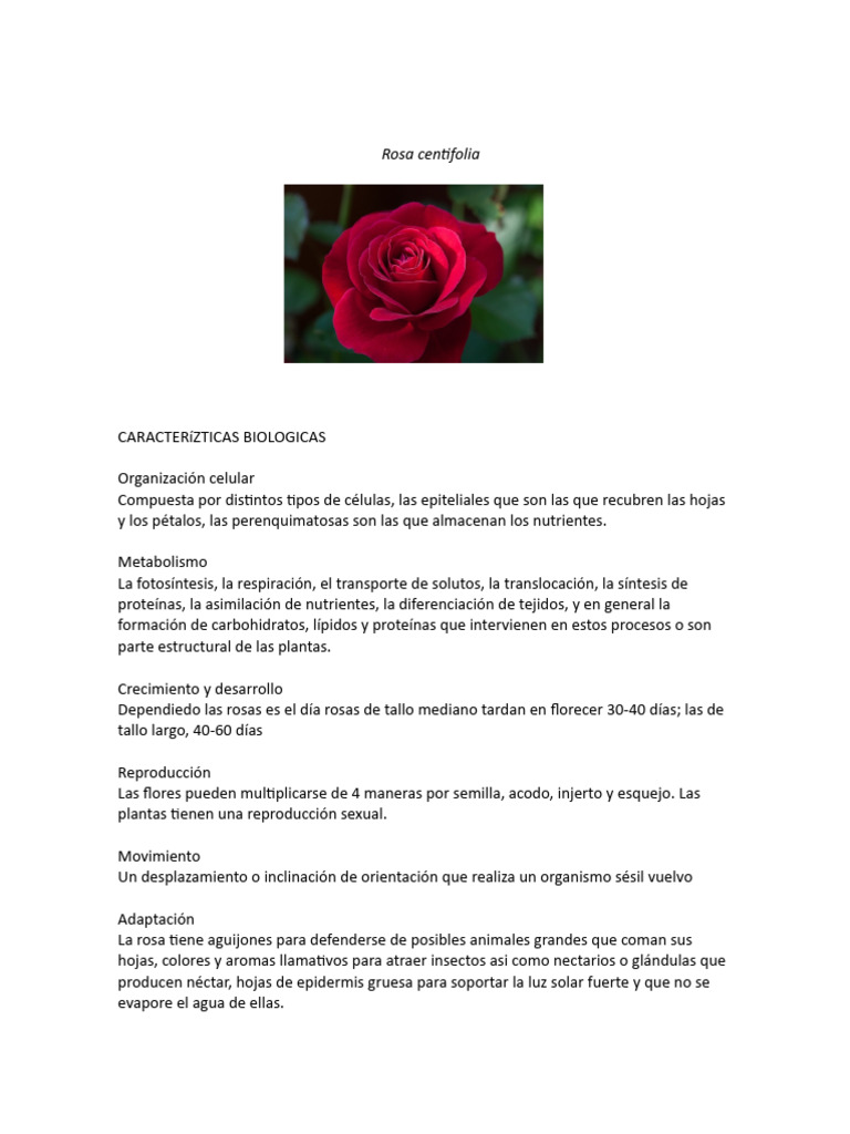 Rosa Centifolia | PDF