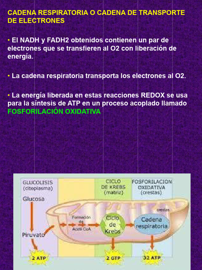 Httpwww fcn unp edu arsitioquimicabiologica1wp