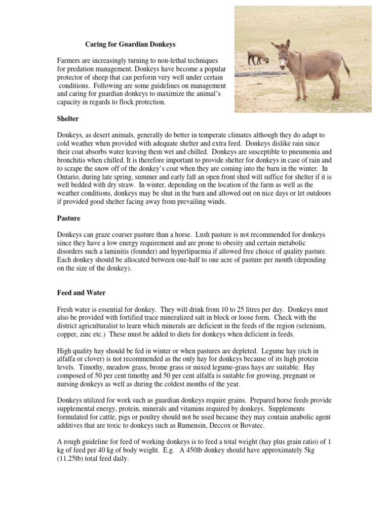 Caring For Guard Donkeys | PDF