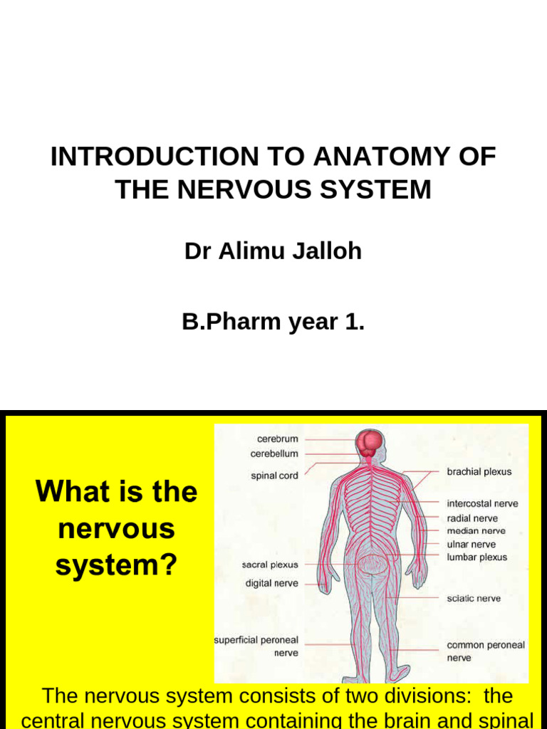 Anatomy of The Nervous System | PDF | Neuron | Nervous System