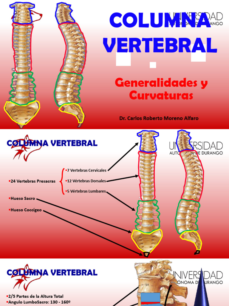 Anatomía y Funciones de la Columna Vertebral | PDF | Vertebra | Thorax ...