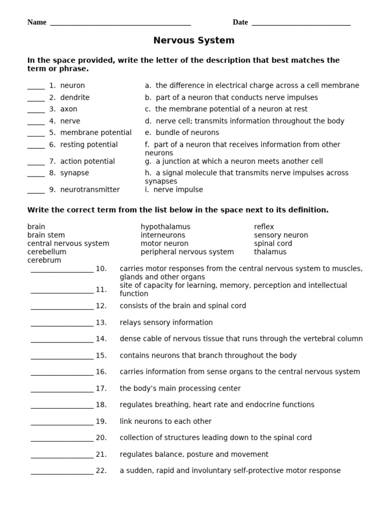 Nervous System Reinforcement Worksheet | PDF | Nervous System ...