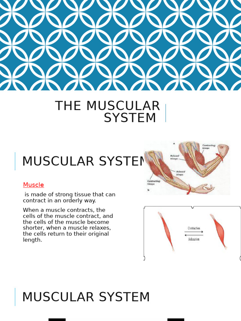 Muscular System 1027132485 | PDF
