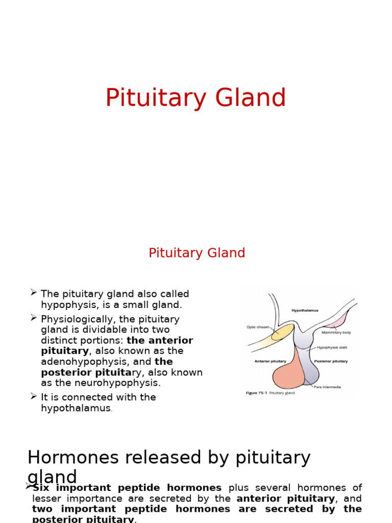 Pituitary Gland | PDF