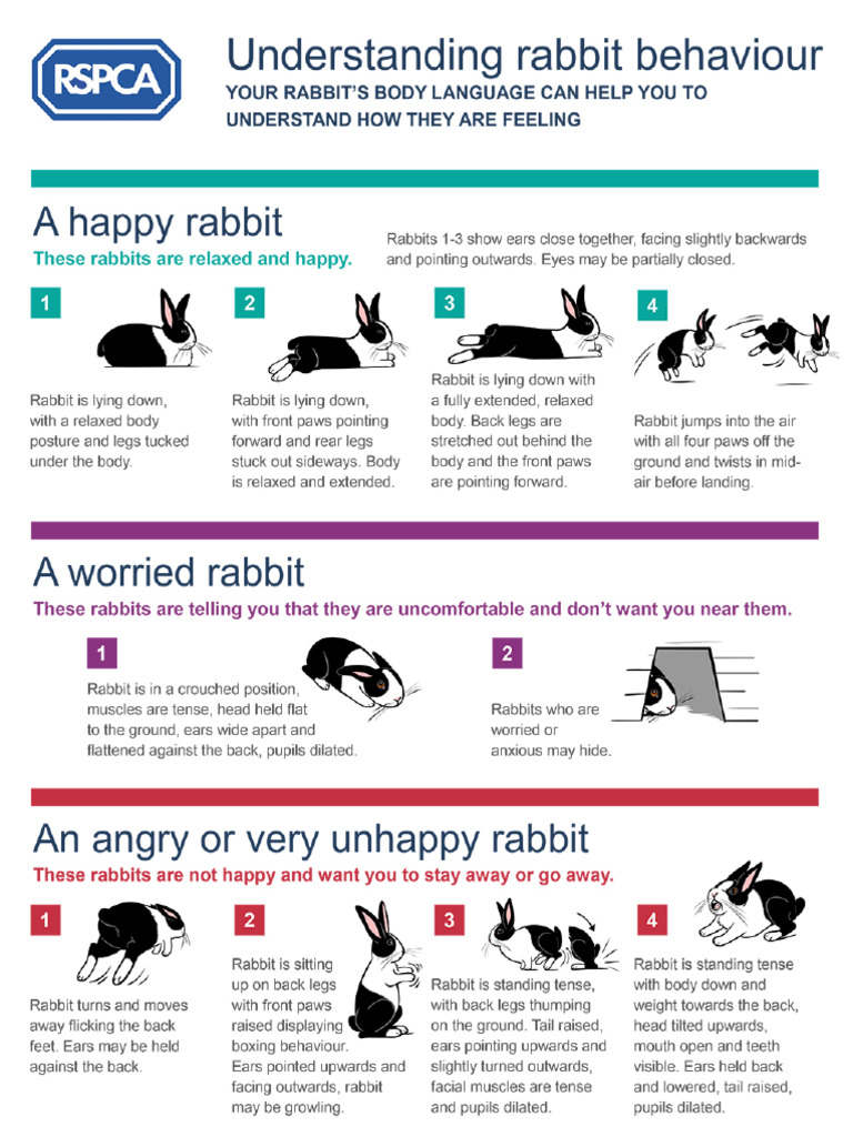 Understanding Rabbit Behaviour | PDF