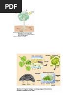 Download Proses fotosintesis by Swari Jayanti SN77896685 doc pdf