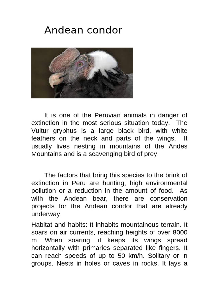 Andean Condor 1 | PDF
