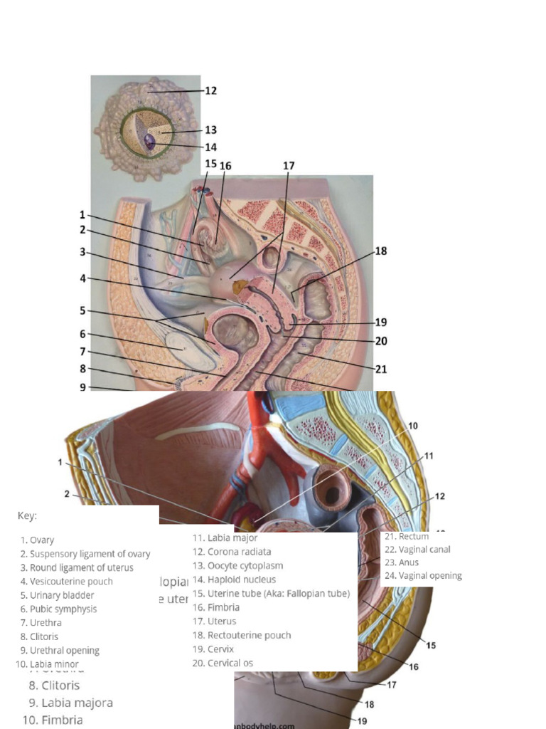 Lab Exam 7 Female Reproductive System | PDF