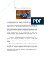 Corynebacterium Glutamicum