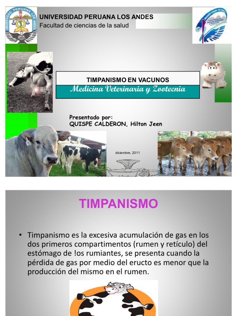 Tratamiento del Timpanismo en Bovinos | PDF | Rumiante | Vacas