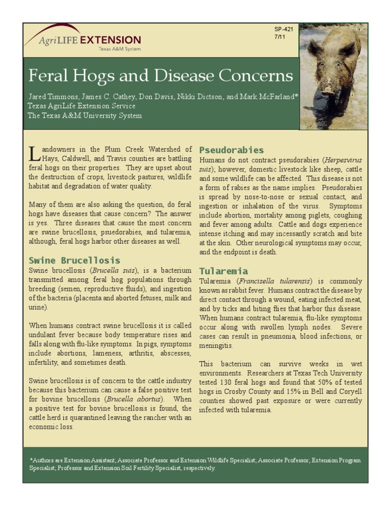Feral Hogs and Disease Concerns | PDF | Pig | Animals And Humans