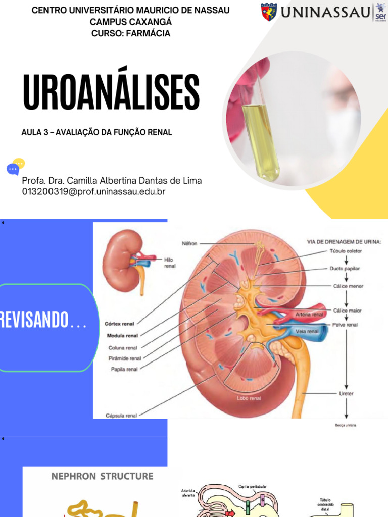 Aula 3 - Função Renal e Seus Marcadores | PDF