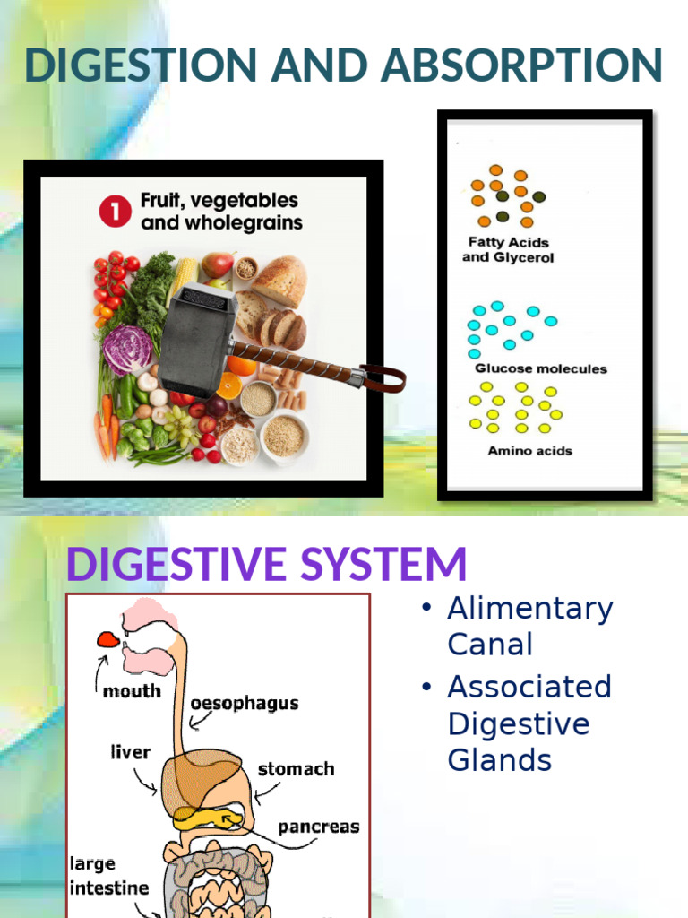 Digestion and Absorption | PDF