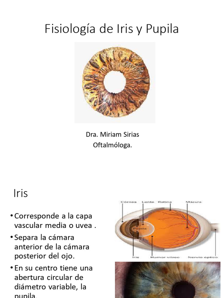 Iris y Pupila | PDF