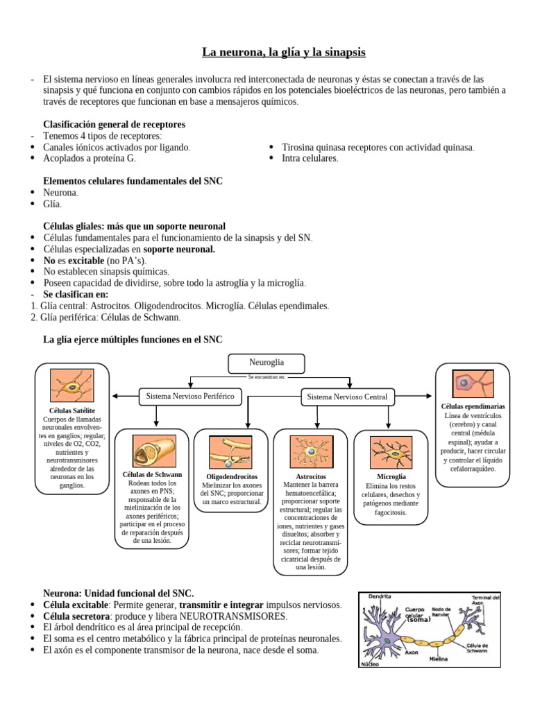 Clase 8-9 Neuro | PDF | Sinapsis | Neurona