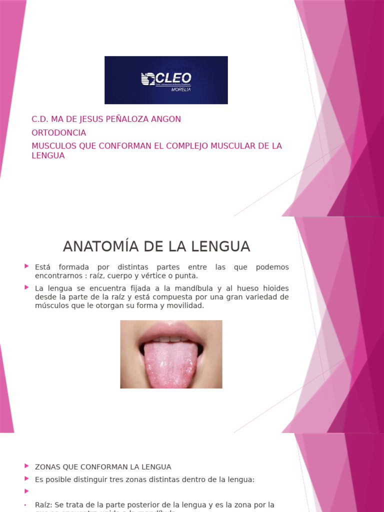 Anatomía y Músculos de la Lengua | PDF | Lengua | Anatomía humana
