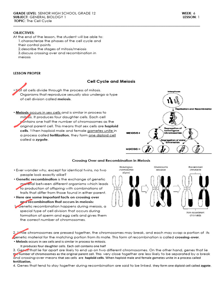 Understanding the Cell Cycle and Meiosis | PDF | Meiosis | Wellness
