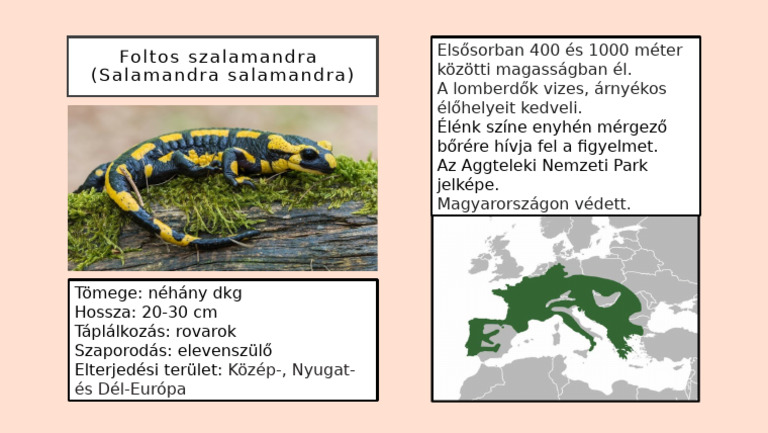 Foltos Szalamandra | PDF