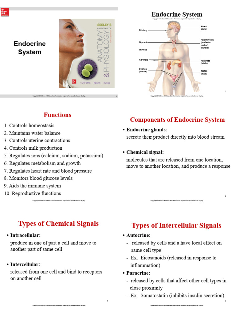 Endocrine System | PDF