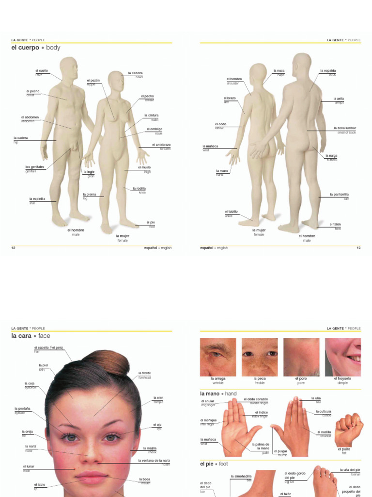 Spanish-English Bilingual Visual Dictionary | PDF