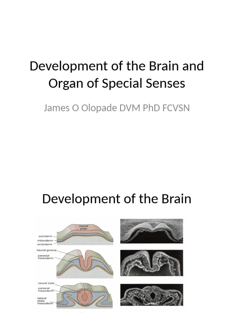 Development of The Brain and Organ of Special | PDF