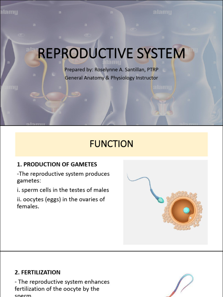 Reproductive System | PDF