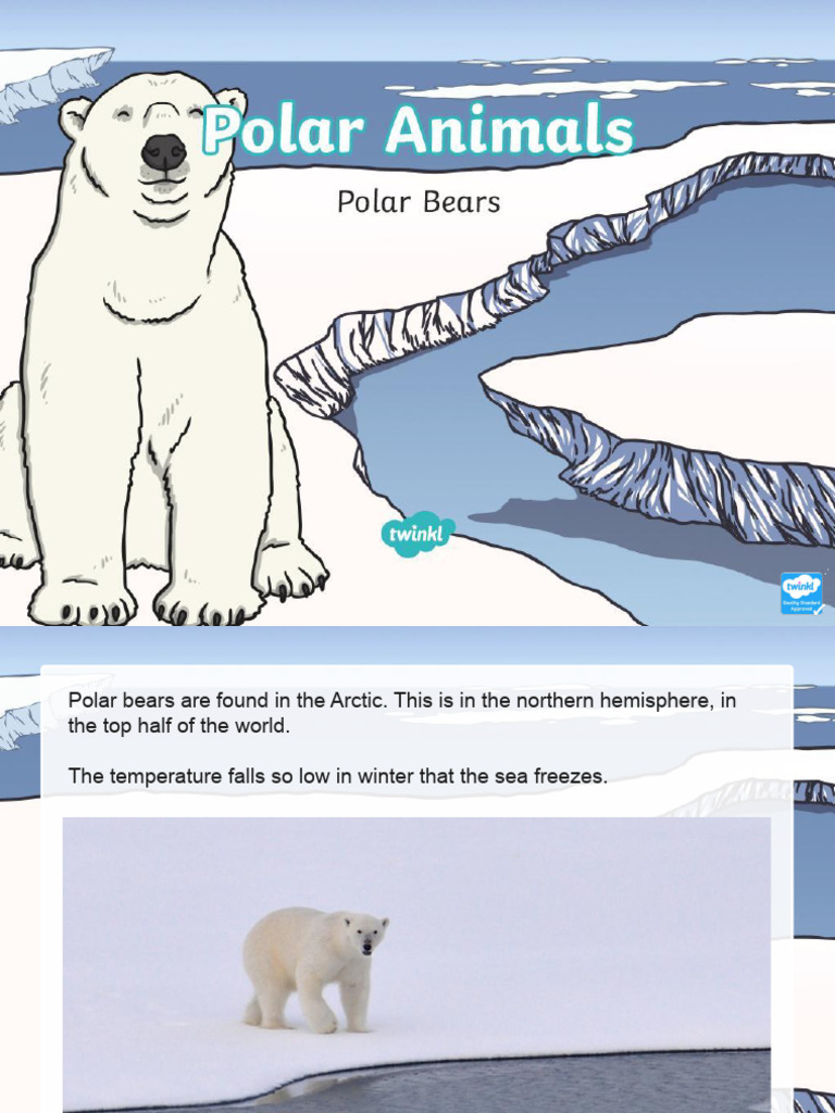 Polar Bear Fact File | PDF