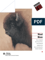 Wood Bison