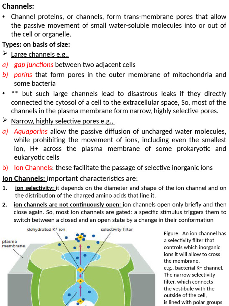 Cell Membrane Channels | PDF