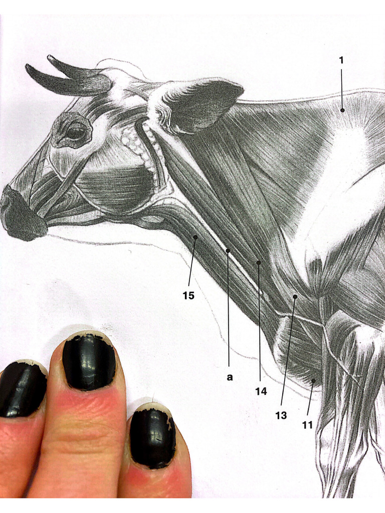 Vaca | PDF