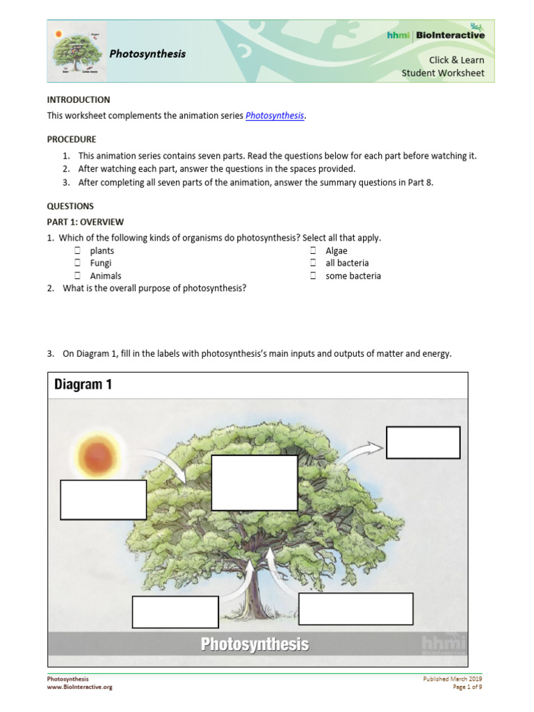 Photosynthesis WS | PDF