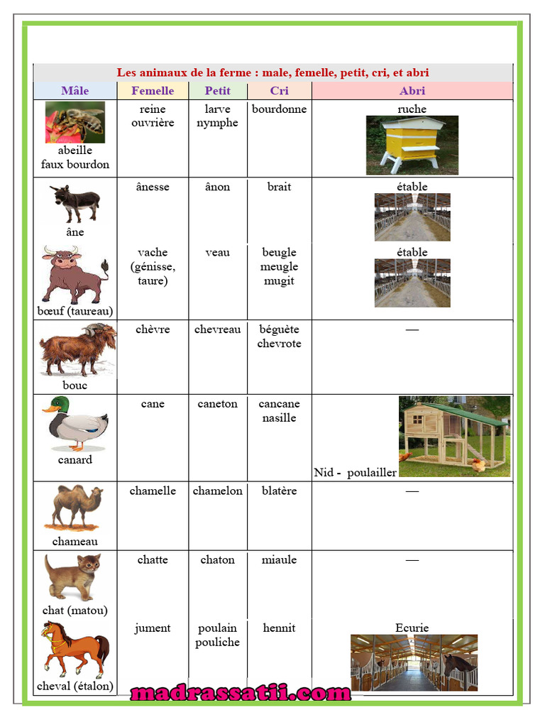 Les Animaux de La Ferme Male Femelle Petit Cri Abri | PDF